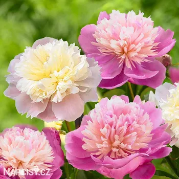 Cibulovina Pivoňka - Lady Alexander Duff .: 1 ks