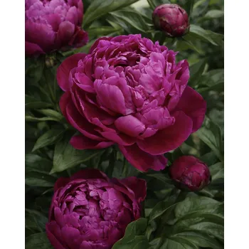 Semeno Pivoňka 'Red sarah bernhardt' 1 ks