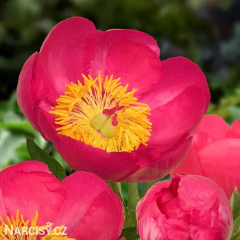 Cibulovina Pivoňka - Flame .: 1 ks