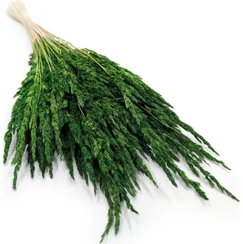 mech-mech.cz Třtina křovištní (Calamagrostis epigejos) - zelená