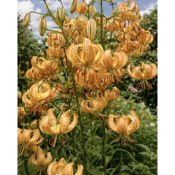 Semeno Lilie 'Peppard Gold' 1 ks