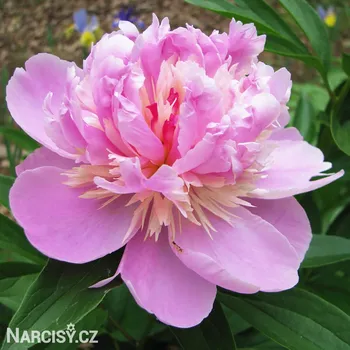 Cibulovina Pivoňka - Madame Emile .: 1 ks