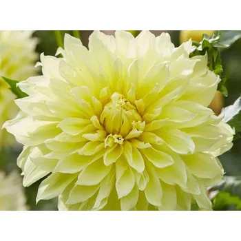 Sazenice Jiřina 'Kelvin Floodlight' Balení: hlíza - 1ks