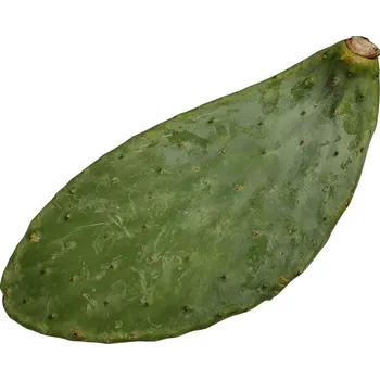 Teraristika TeraSvět Krmná opuncie pro plazy Hmotnost: 150-200 g