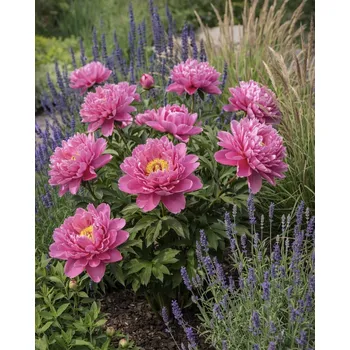 Cibulovina Pivoňka Pink Double Dandy 1 ks