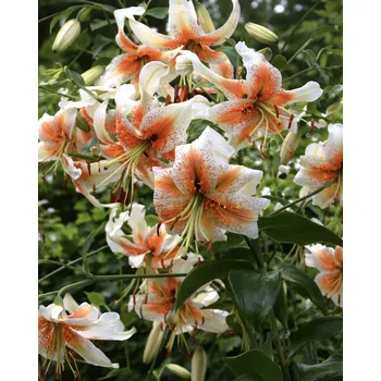 Semeno Lilie 'Lady alice' 1 ks