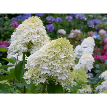 Semeno Hortenzie latnatá 'Grandiflora'