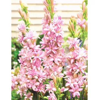 Sazenice Lukon Glads Polianthes tuberosa PINK SAPHIRE - tuberóza