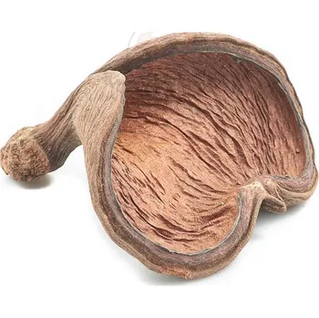 Dekorace do akvária Badam nut větší 9-11 cm