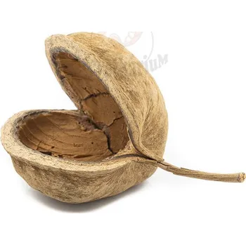 Dekorace do akvária Buddha nut větší 11-12 cm