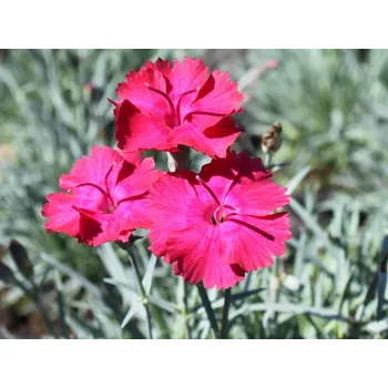 Sazenice Hvozdík sivý 'Badenia' - Dianthus gratianopolitanus 'Badenia' Balení: kontejner p11