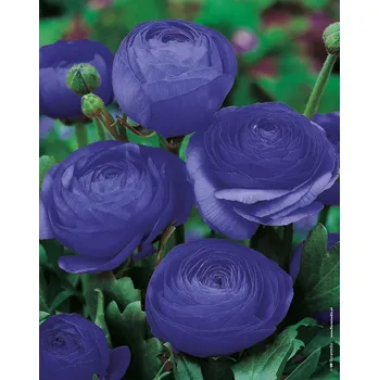 Semeno Lukon Glads Ranunculus Aviv BLUE - pryskyřník pivoňkovitý