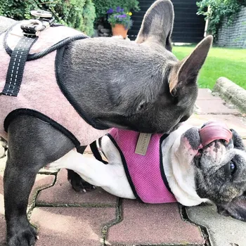 Postroj pro psa BOWL&BONE SOHO POSTROJ PRO PSA světle růžový XS