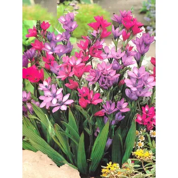 Sazenice Lukon Glads Babiana stricta MIX - modré fréz