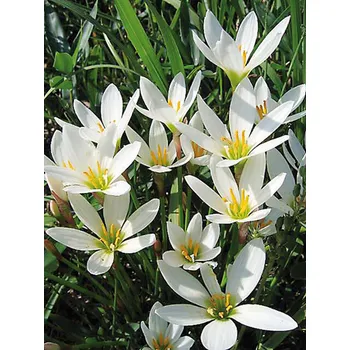 Sazenice Lukon Glads Zephyranthes candida - zefyranthes, mexický květ