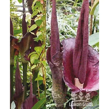 Semeno Lukon Glads Amorphophallus rivierii DEVILS TONGUE - zmijovec