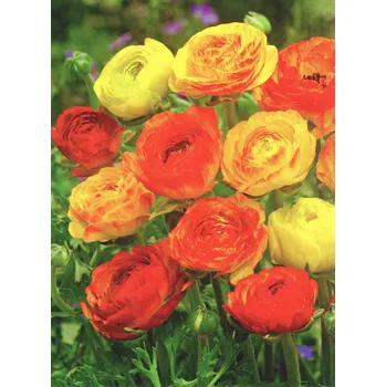 Semeno Lukon Glads Ranunculus Aviv PICOTEE ORANGE - pryskyřník pivoňkovitý