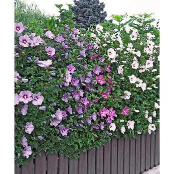 Plot Živý plot z ibišku 130079 do 2 m