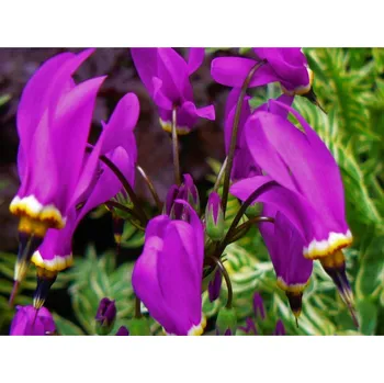 Sazenice Božskokvět 'Red Wings' - Dodecatheon 'Red Wings' Balení: kontejner p11