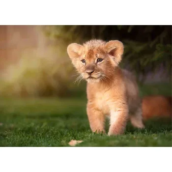 3D pohlednice Lion Prince