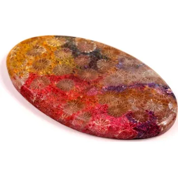 Přírodní kámen Kabošon Fossil Coral č.8319 (57x32x6mm)