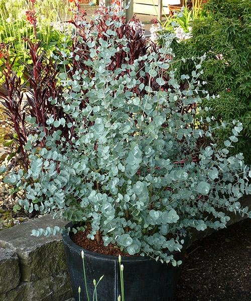 Eucalyptus gunnii 'Silver Dollar'