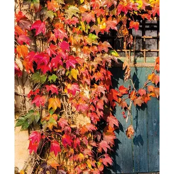 Přísavník třílaločný