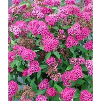 Japonský tavolník 'Neon Flash'