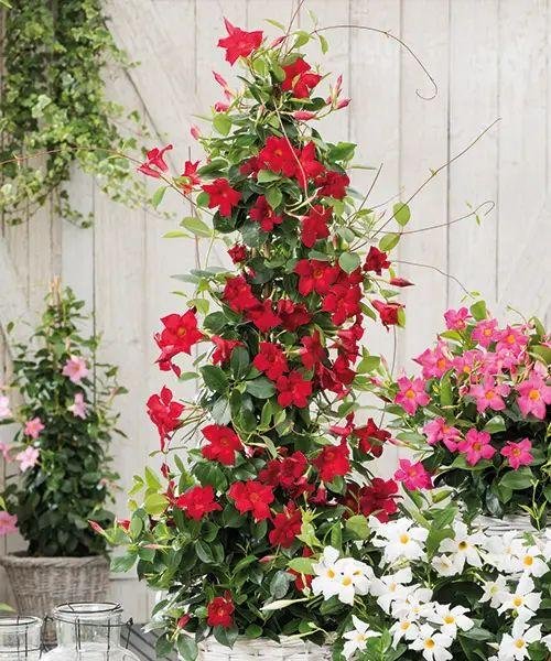 Dipladenie červená