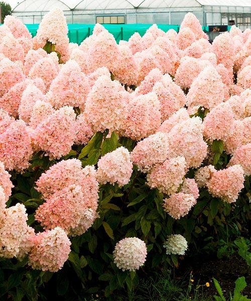 Latnatá hortenzie 'Phantom'