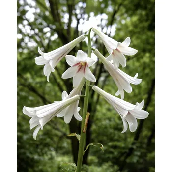Semeno Himalájská lilie 'Cardiocrinum giganteum' 1 ks