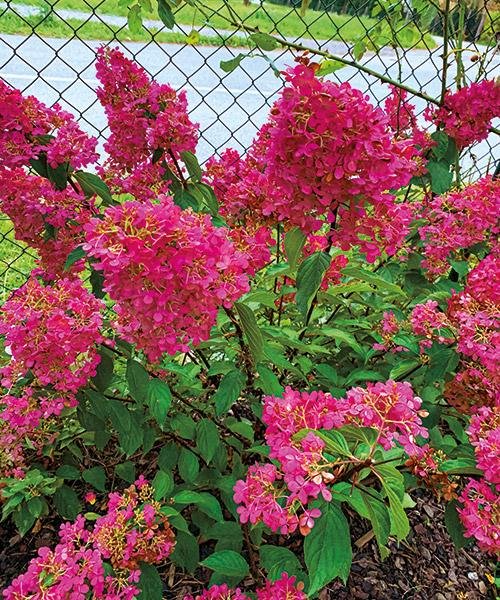 Hortenzie zakrslá latnatá 'Diamant Rouge®'