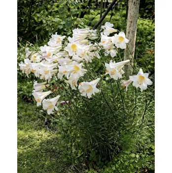 Semeno Lilie 'Regale Album' 1 ks