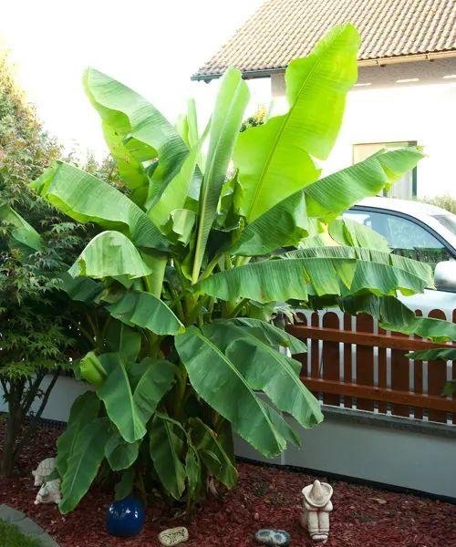 Mrazuvzdorný banánovník