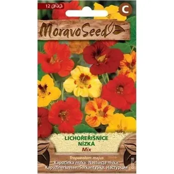 Semeno Lichořeřišnice nízká jednoduchá