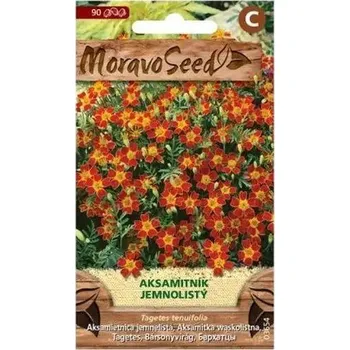 Semeno Aksamitník jemnolistý, červený