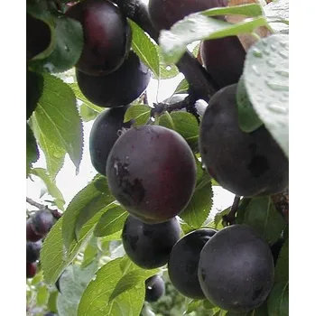 Ovoce Švestko-meruňka 'Aprisali®'