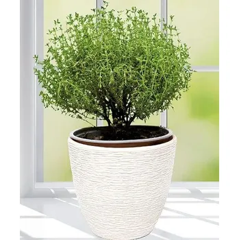 Koření Citronový tymián