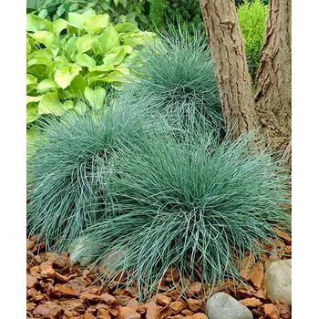 Kostřava sivá 'Elijah Blue'