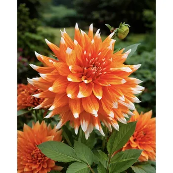 Semeno Jiřina 'Colour spectacle' 1 ks