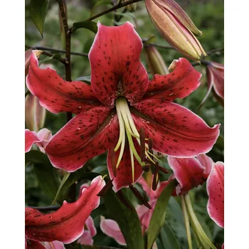 Semeno Lilie 'Miss Feya' 1 ks