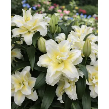 Semeno Lilie 'Roselily Irvana' 1 ks