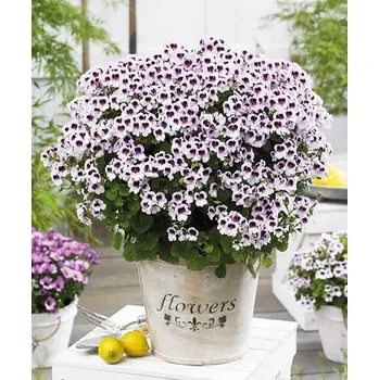 Přípravek proti hmyzu Voňavé muškáty 'Lizzy'