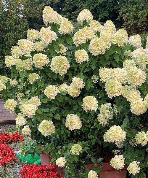 Hortenzie latnatá 'Limelight®'