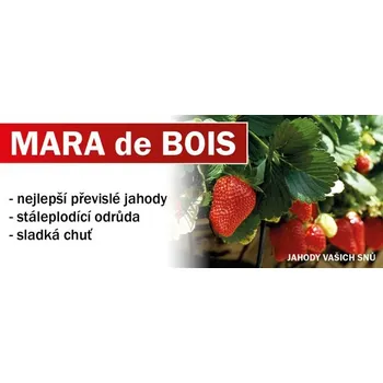 Příroda HANČ Vraňany Velkoplodé stáleplodící převislé - 10 pack