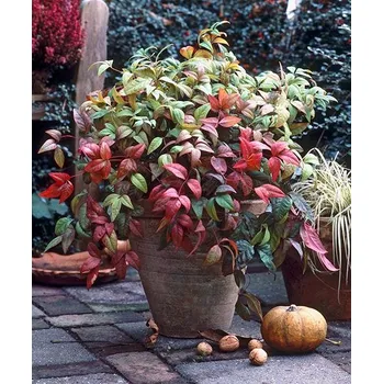 Příroda Nebeský bambus