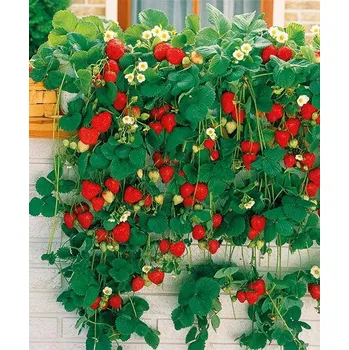 Balkonové jahody 'Delikatess'