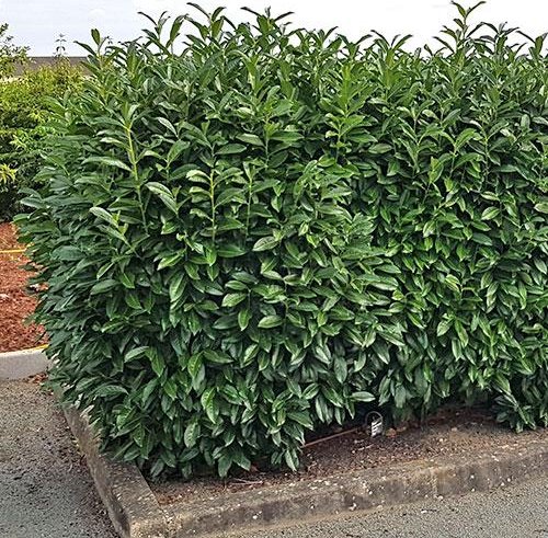 Bobkovišeň lékařská 'Novita'