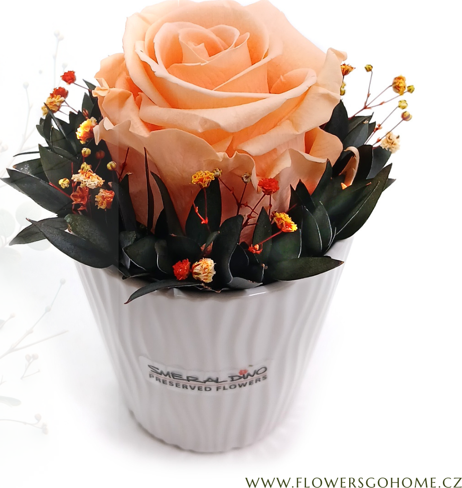 Stabilizovaná růže Cindy Barva: Peach