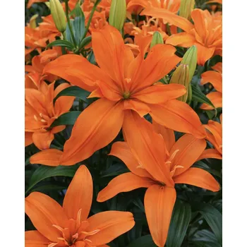 Semeno Lilie 'Scoubidou' 1 ks